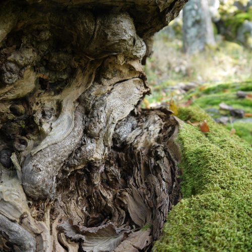 Biologisk mångfald död ved närbild