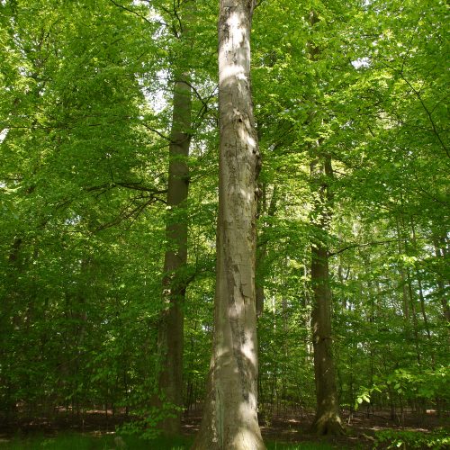 Biologisk mångfald, högstubbe, bok