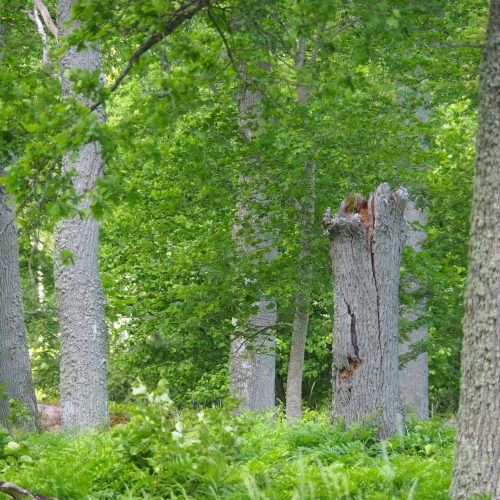 Biologisk mångfald, högstubbe, knäckt