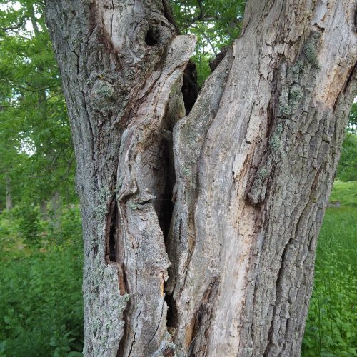 Biologisk mångfald, högstubbe, stamspricka