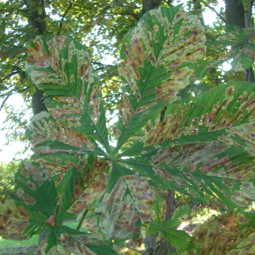 Cameraria ohridella, kastanjemal, blad