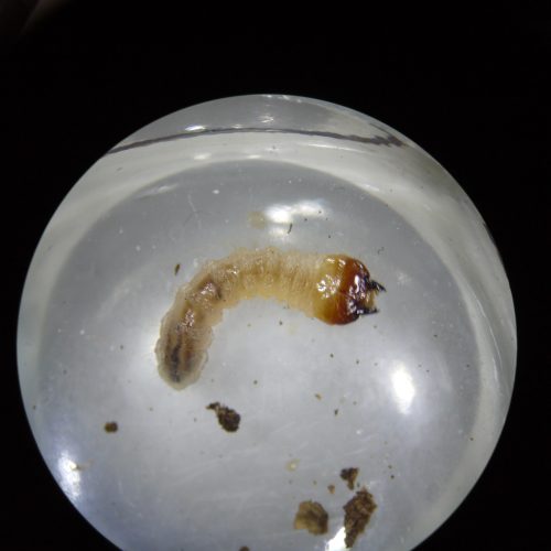 Cameraria ohridella, kastanjemal, larv