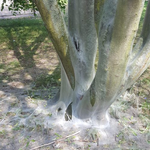 Häggspinnmal, prunus padus, hägg