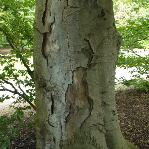 Phytophthora, bok, Pildammsparken, Malmö