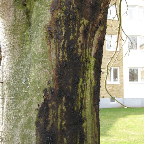 Pseudomonas syringae pv. aesculi, Kastanjeblödaarsjuka, hästkastanj, blödning