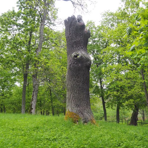 Rosersberg, högstubbe