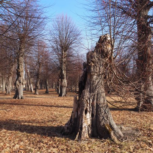 Rosersberg, naturvarden, biologisk mångfalld
