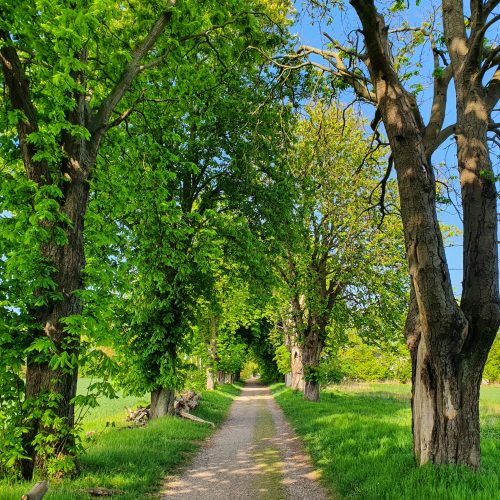 Allé, Aesculus hippocastanum, hästkastanj, Gottorp, kastanjeblödarsjuka