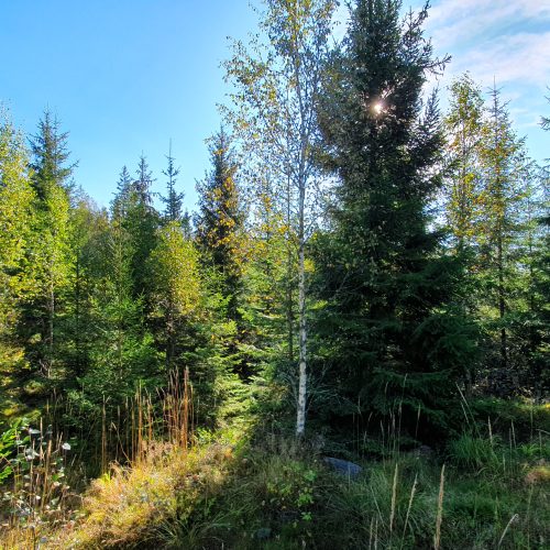 bryn gran skogsbryn sol glänta