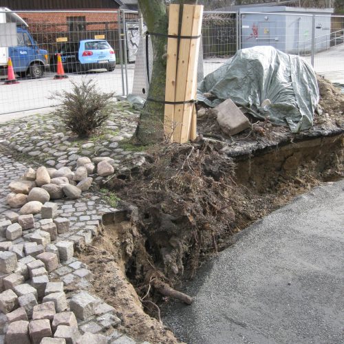 grävskada, lönn, rötter