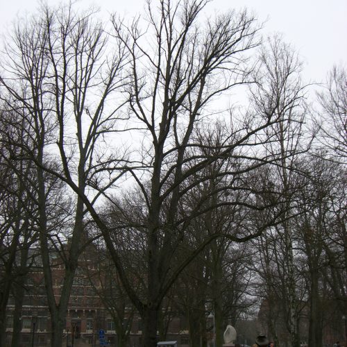 Grävskadat träd, dålig vitalitet.Lund, toppdöd