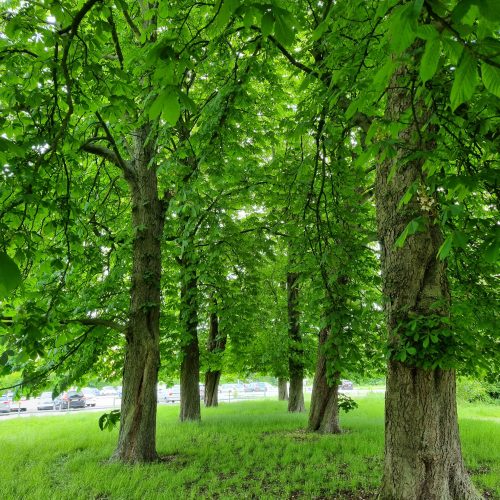 Aesculus-hippocastanum-hastkastanj-alle