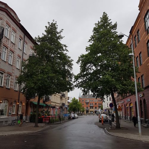Alnus-cordata-Italiensk-al-Italian-alder