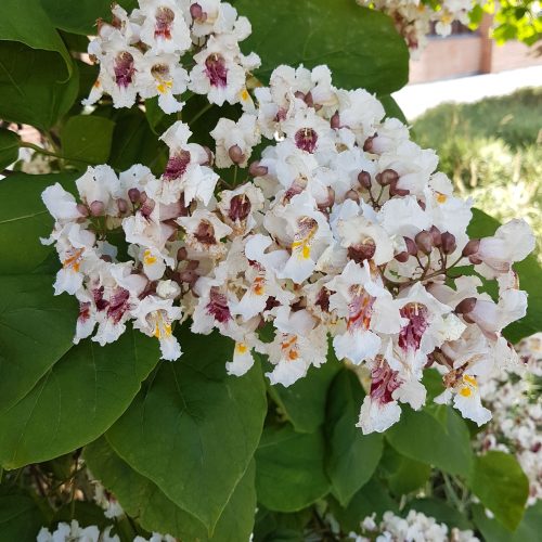 Catalpa-bignonioides-Katalpa