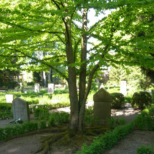 Cercidiphyllum japonicum, katsura, kyrkogård, Lund