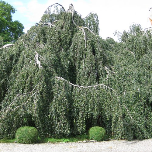 Fagus, sylvatica, Pendula, hängbok