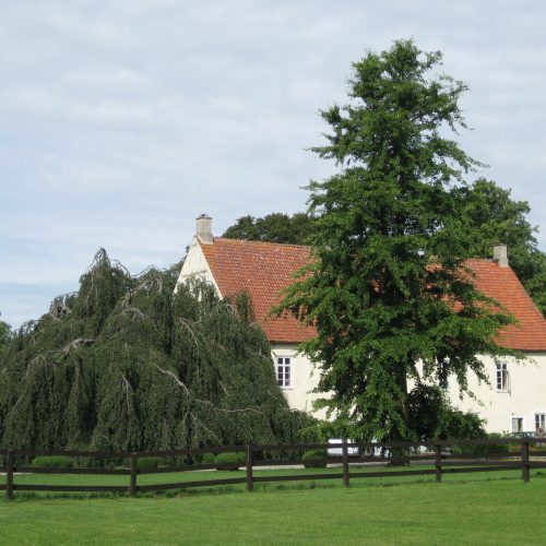 Fagus, sylvatica, Pendula, hangbok, Ginkgo, biloba, ginkgo