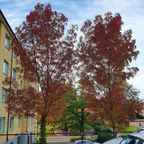 Fraxinus-angustifolia-Raywood-Smalbladig-ask