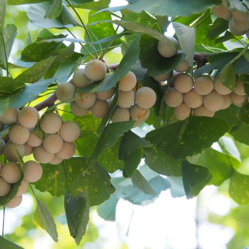 Ginkgo, biloba, ginkgo, Seoul