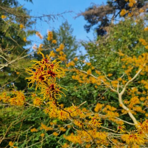 Hamamelis x intermedia, hyrbridtrollhassel, blommning
