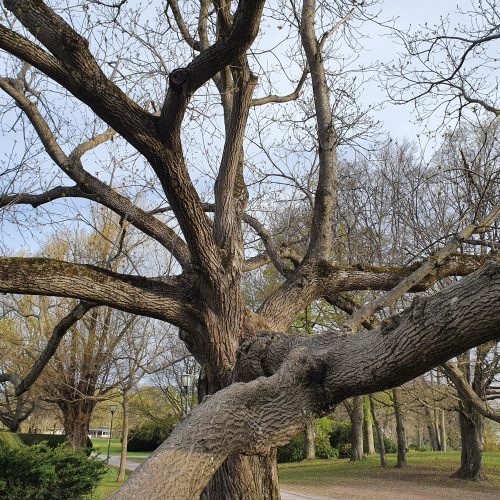 Juglans cinerea, grå valnöt, Örebro, stadsparken
