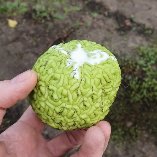 Maclura-pomifera