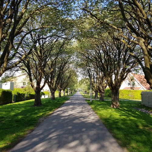 Sorbus intermedia, oxel, allé, Malmö, Syster Nannys stig