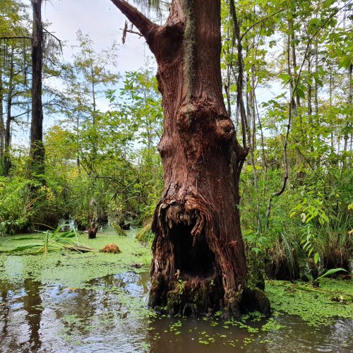 Taxodium distichum, sumpcypress, New Orleans