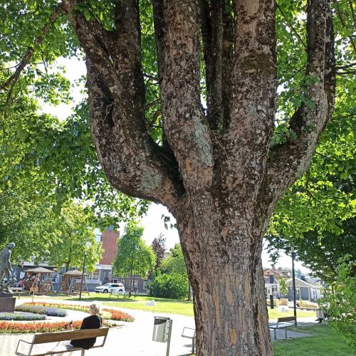 Beskarning-Kandelaber-beskarning-Acer-pseudoplatanus-tysklonn-