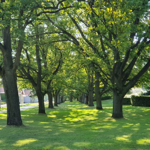 Canopy krontäckning shade skugga allé