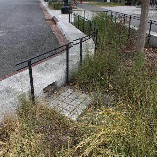 Dagvatten, rain garden, Washington DC, inlopp, gräs