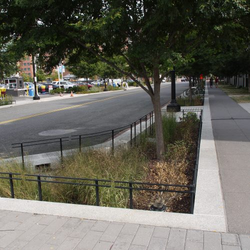 Dagvatten, rain garden, Washington DC, stor