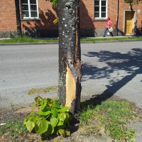 Påkörningsskada, lind