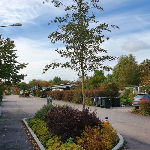 Raingarden regnbädd, Munka Ljungby
