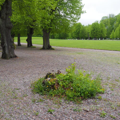 Rosersberg, luckplantering, saknat träd