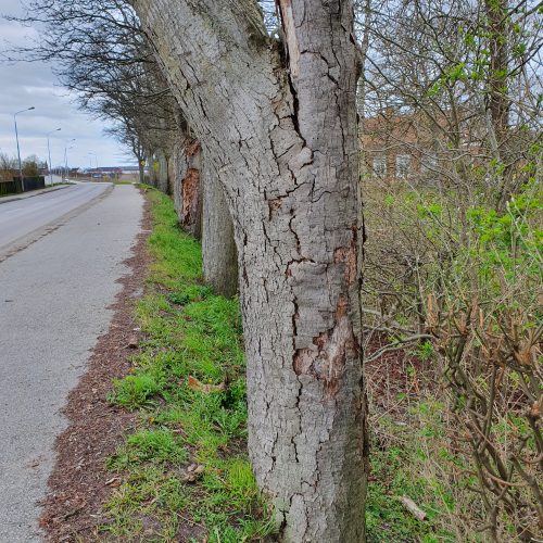 Sorbus intermedia, oxel, stamspricka, risk