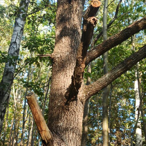 Tree, träd, beskärning, rockhängar