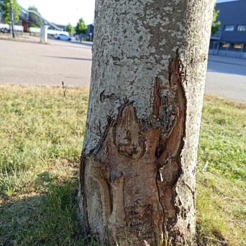 Tree, träd, påkörningsskada