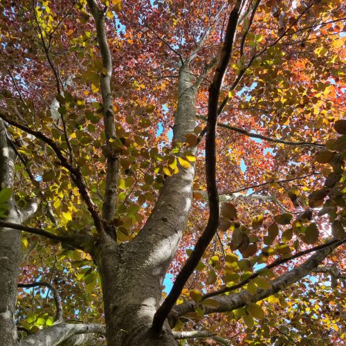 Tree träd shade skugga