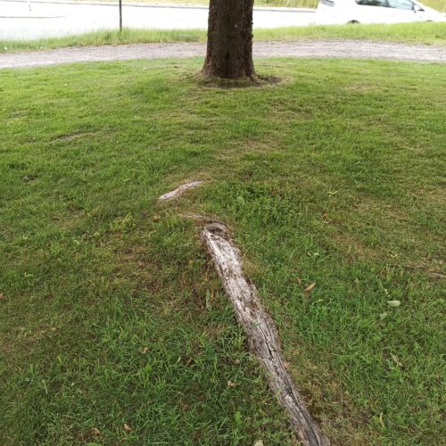 Trees, träd, rotskador, gräsklippare