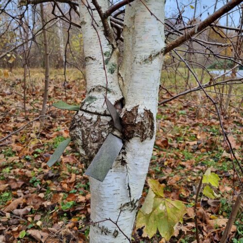 Uppbindning, band, betula, björk