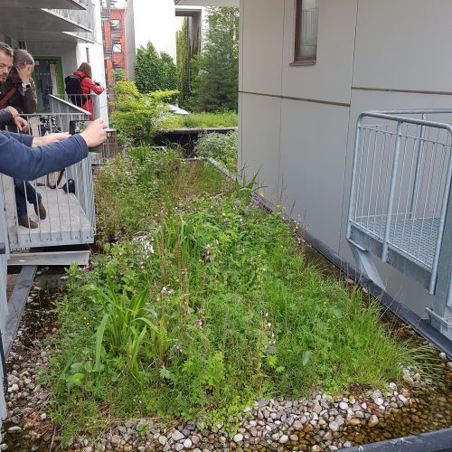 blågrönt tak, blue green roof, våtmarkstak