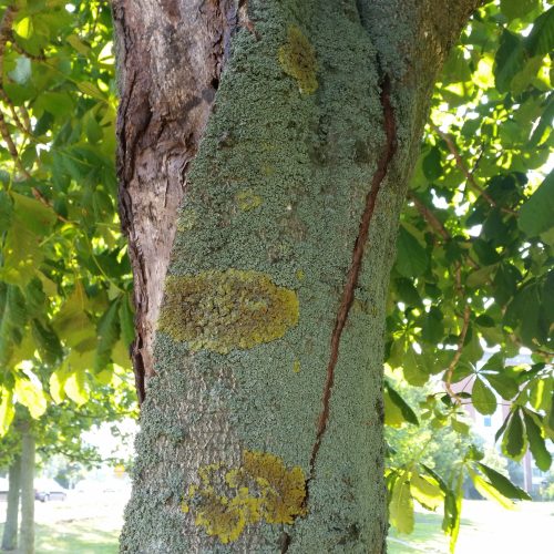 Invuxen bark, hästkastanj, Aesculus hippocastanum, kollaps