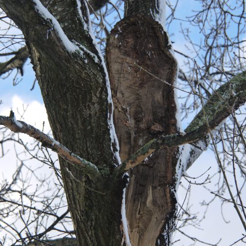 Invuxen bark, spricka, ek