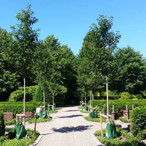 Kyrkogård, Nya kyrkogården, Helsingborg, nyplantering
