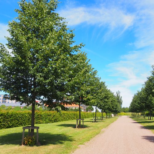 Kyrkogård, Pålsjö, Helsingborg, allé