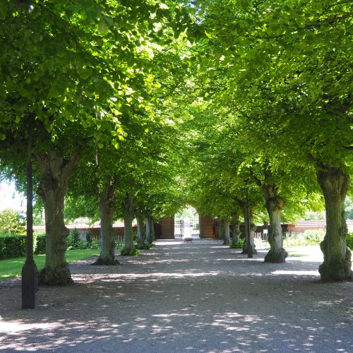 Kyrkogård, Pålsjö, Helsingborg, lind, Tilia