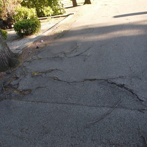 Kyrkogård, Pauli, Kyrkogård, Malmö, rötter, asfalt