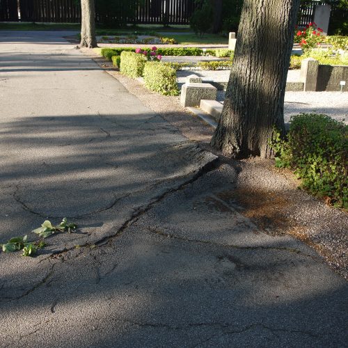 Kyrkogård, Pauli, Kyrkogård, Malmö, rötter