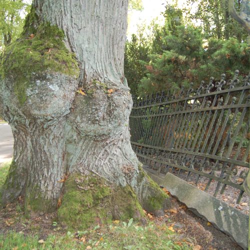 Lind, gravanordning, konflikt, Kyrkogård